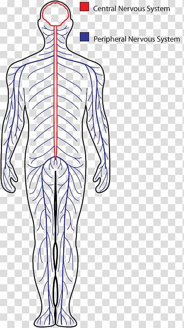 Central nervous system Drawing Peripheral nervous system Human body, Endocrine System transparent background PNG clipart