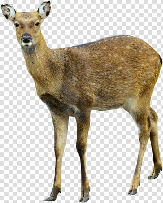 Deer Moose, Deer transparent background PNG clipart