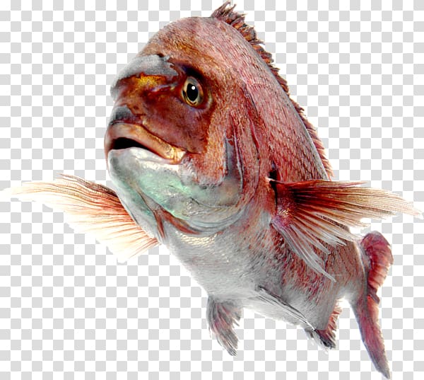 Fish Northern red snapper Desktop , fish transparent background PNG clipart