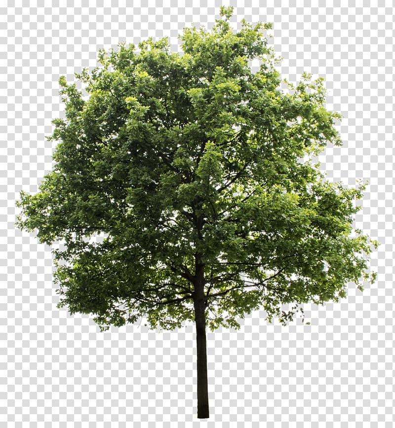 green tree , Quercus suber Tree , trees transparent background PNG clipart