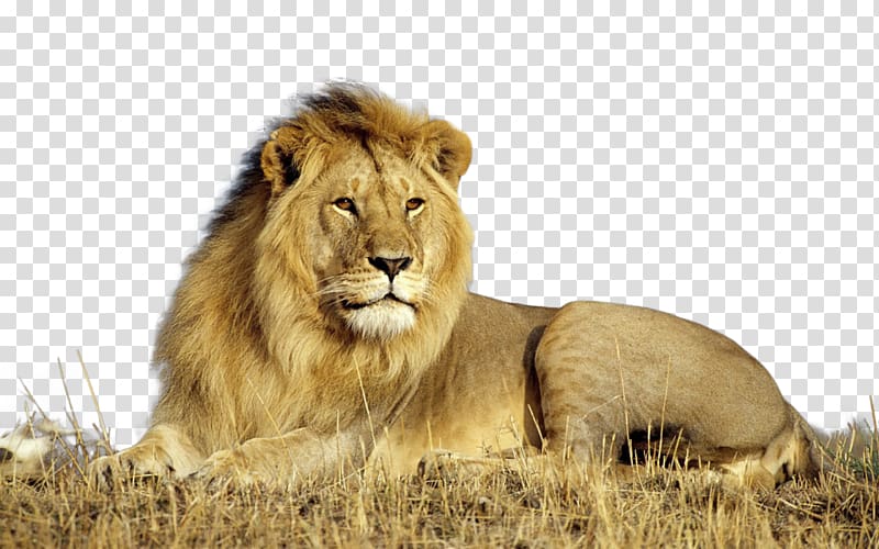 Lion Desktop High-definition television 1080p, lion drawing transparent background PNG clipart