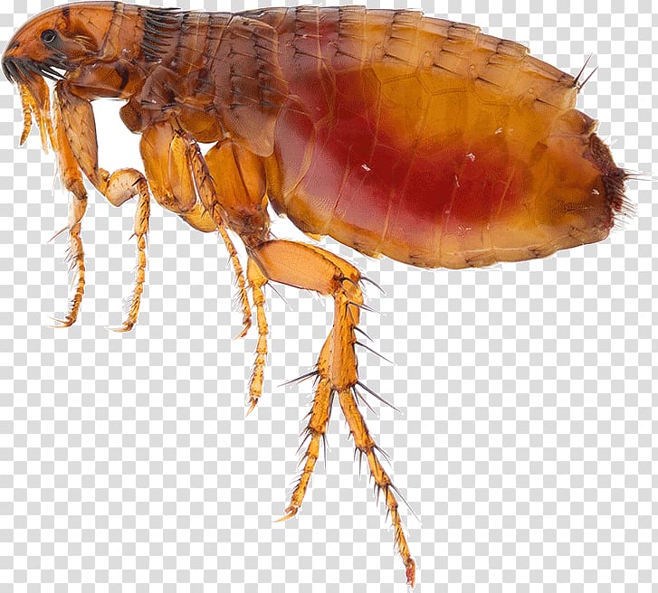 Insect Mosquito Flea Pest Cat, insect transparent background PNG clipart
