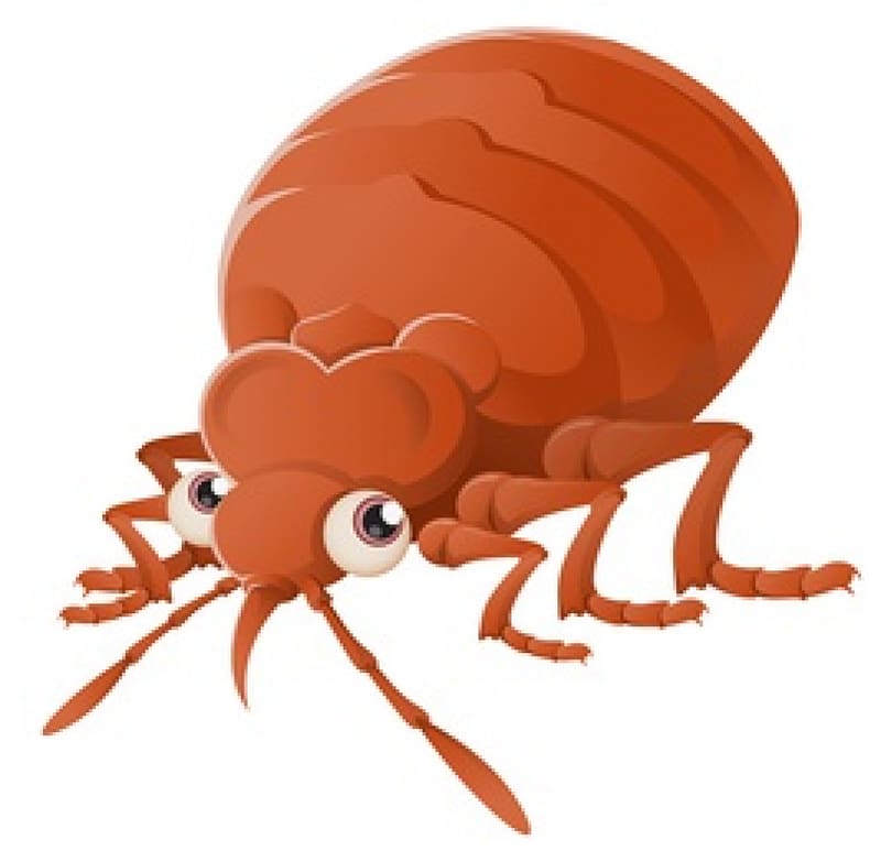 Insect Bed bug bite Bed bug control techniques Pest Control, bugs transparent background PNG clipart