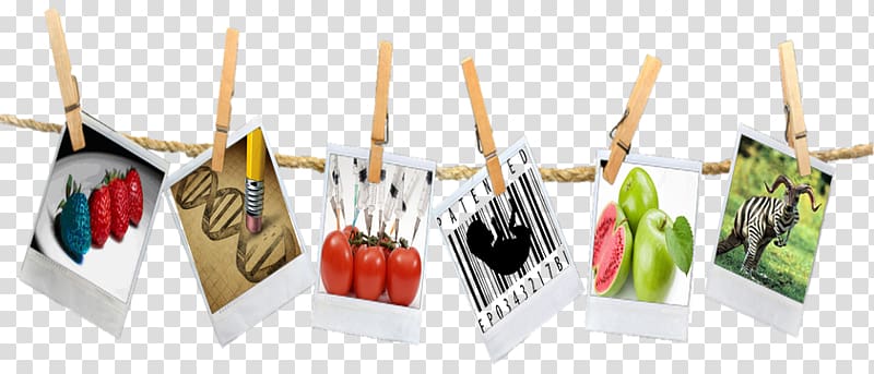 Genetically modified food Genetically modified crops Plastic, hanging polaroid transparent background PNG clipart