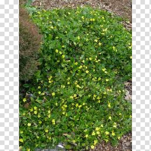 Tree Evergreen Shrub Groundcover Lawn, tree transparent background PNG clipart