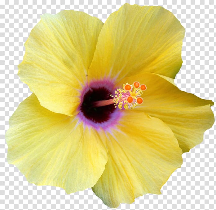 Flower Shoeblackplant Yellow hibiscus , Hawaii flower transparent background PNG clipart