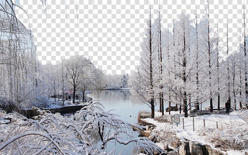 Beijing Botanical Garden , Beijing Botanical Garden Snow eight transparent background PNG clipart