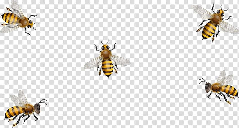 Honey bee Paper Hornet Dietary supplement, bee transparent background PNG clipart