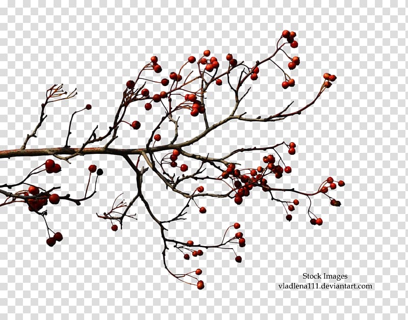 Branch Tree Autumn , love tree transparent background PNG clipart