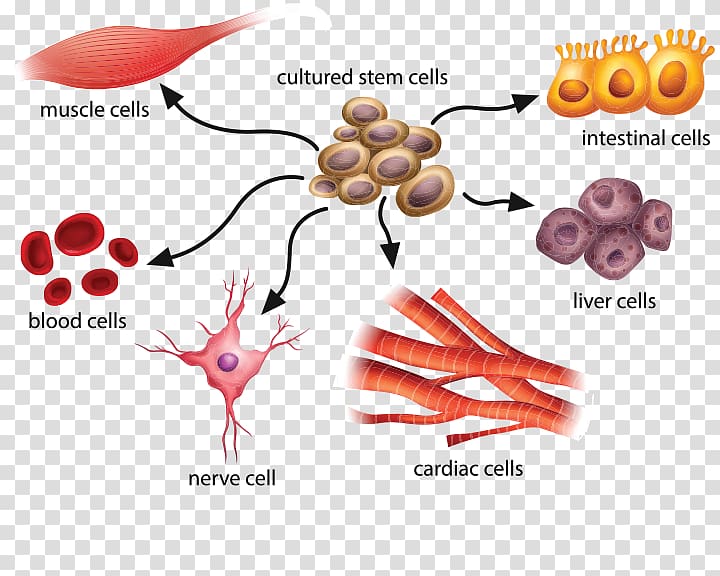 Adult stem cell Stem-cell therapy Stem cell controversy, Eukaryotic Cell transparent background PNG clipart