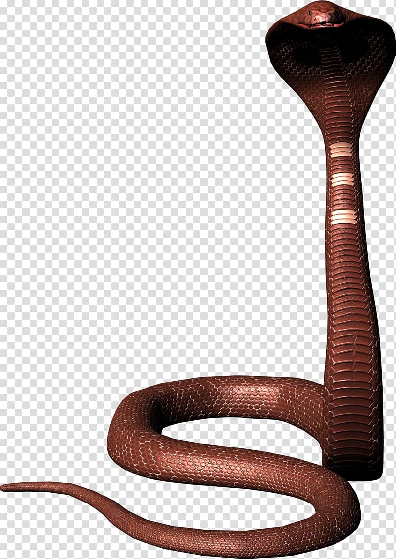 Snake King cobra Reptile, Cobra snake , free transparent background PNG clipart