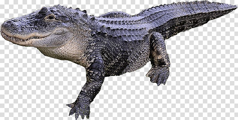 Alligator Crocodile, Alligator transparent background PNG clipart