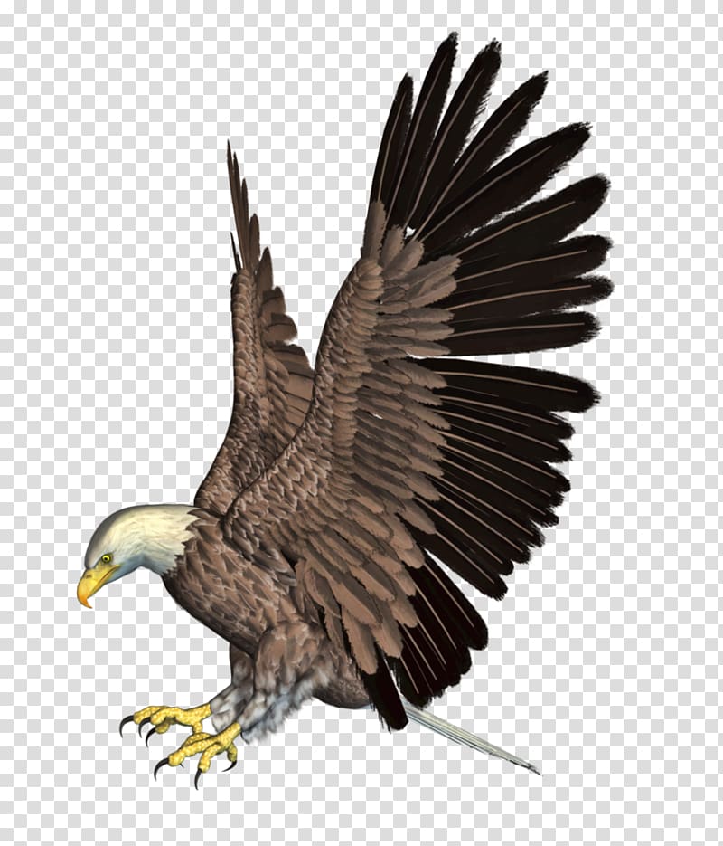 Bald Eagle Bird Flight Hawk, Eagle 4 transparent background PNG clipart