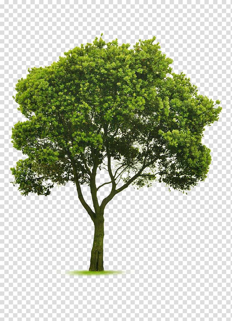 green leafed tree , Tree topping Landscaping Garden Pruning, arboles transparent background PNG clipart