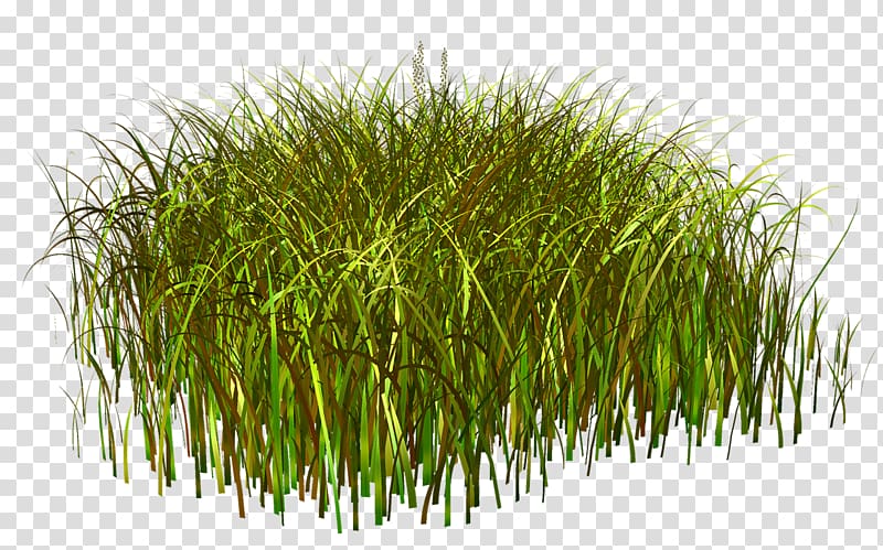 Weed Grass , grass transparent background PNG clipart