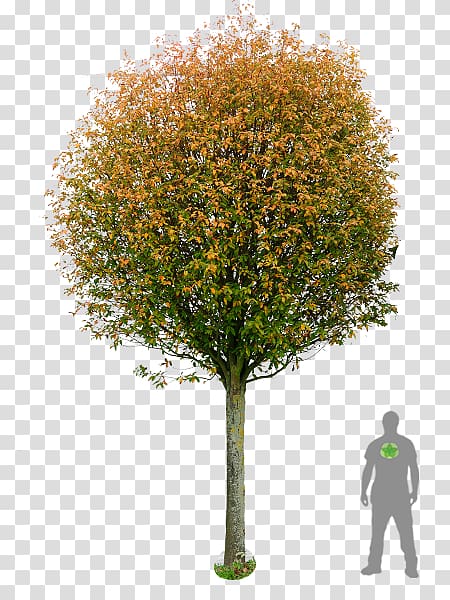 Sorbus × intermedia Tree Pine Shadbush, boxwood bonsai transparent background PNG clipart