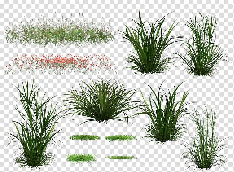 Green, Creative green grass background transparent background PNG clipart