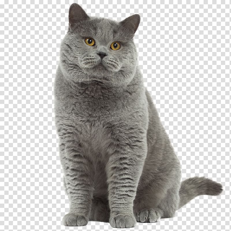 British Shorthair American Shorthair Exotic Shorthair Siamese cat Siberian cat, royal palace transparent background PNG clipart