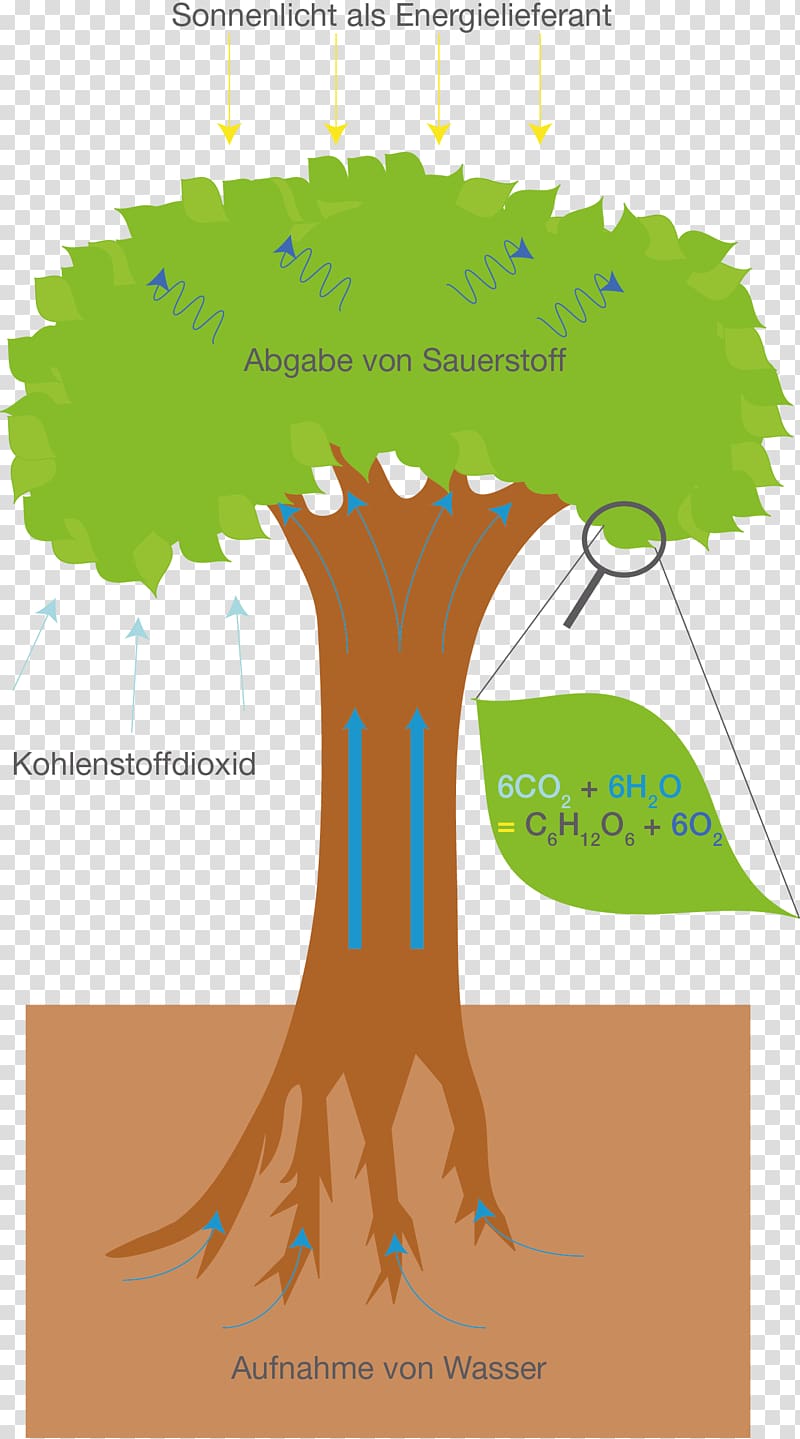 Tree synthesis Cellular respiration Metabolism Breathing, tree transparent background PNG clipart