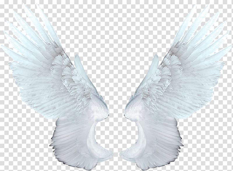 white wings , Food Network Magazine Animation, White angel wings transparent background PNG clipart