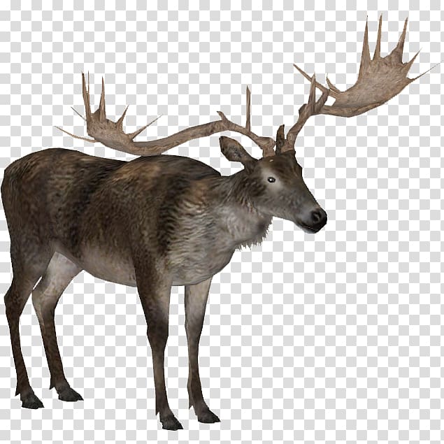 Moose, elk transparent background PNG clipart