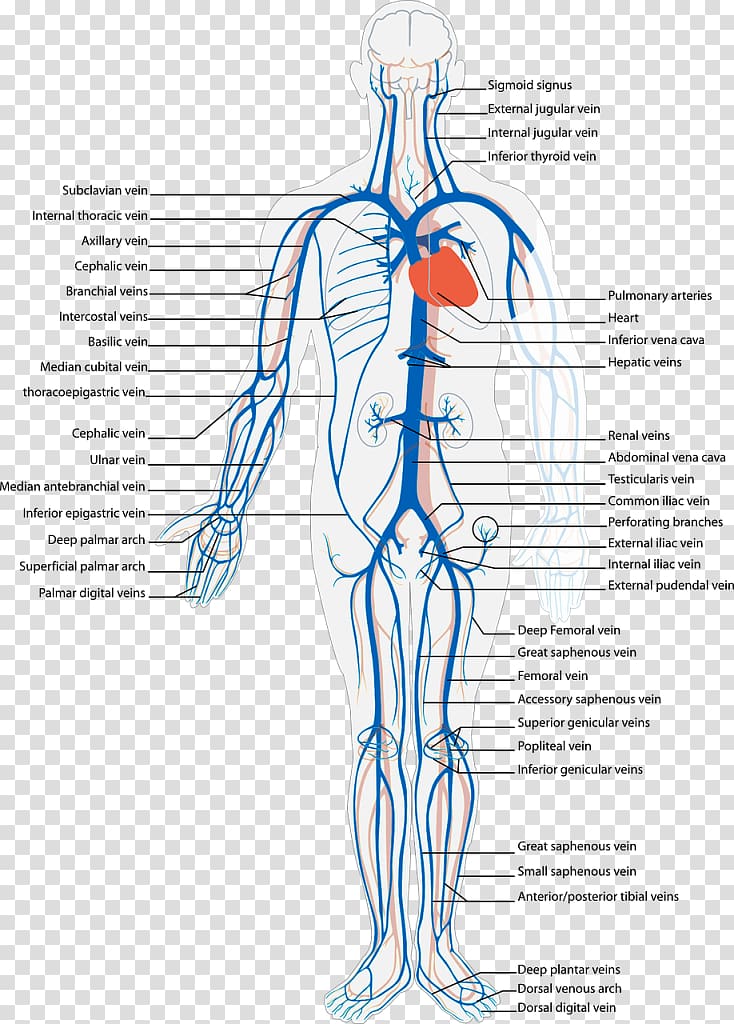 Systemic venous system Vein Circulatory system Anatomy Human body, heart transparent background PNG clipart