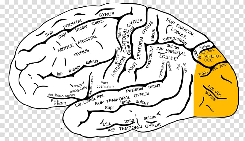 Supramarginal gyrus Angular gyrus Superior temporal gyrus Parietal lobe, delay syndrome transparent background PNG clipart