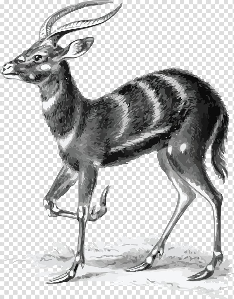 Art Forms in Nature Antelope Sitatunga Pronghorn Biologist, gazelle transparent background PNG clipart