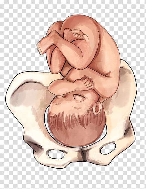 Fetal position Childbirth Infant Presentation, baby tummy transparent background PNG clipart