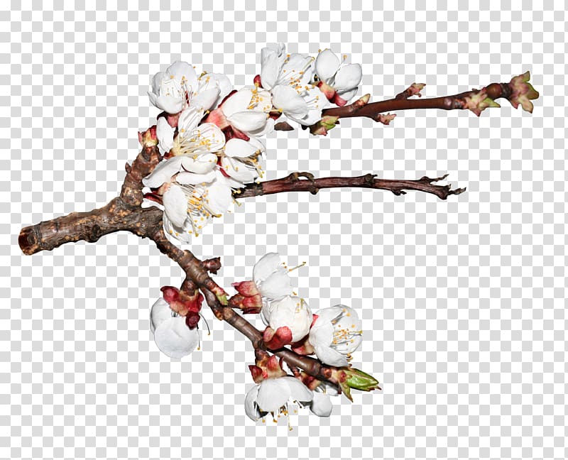 Cherry blossom Cerasus Branch, Realistic hand-painted cherry blossom branches transparent background PNG clipart