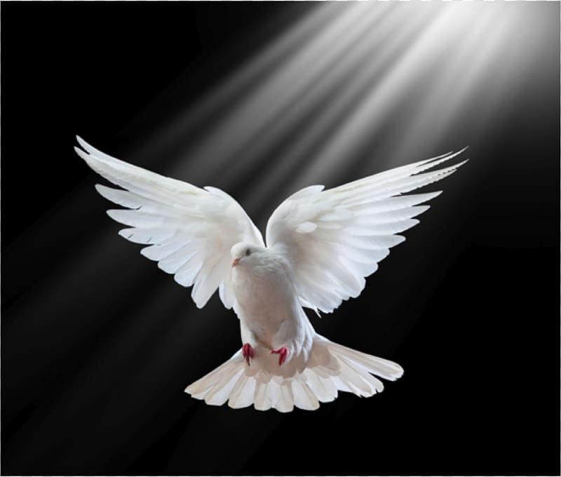 white dove, Columbidae Holy Spirit in Christianity Doves as symbols, pigeon transparent background PNG clipart