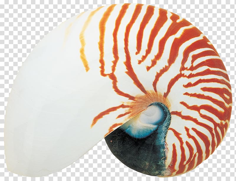 Sea snail Seashell Nautilidae, seashell transparent background PNG clipart