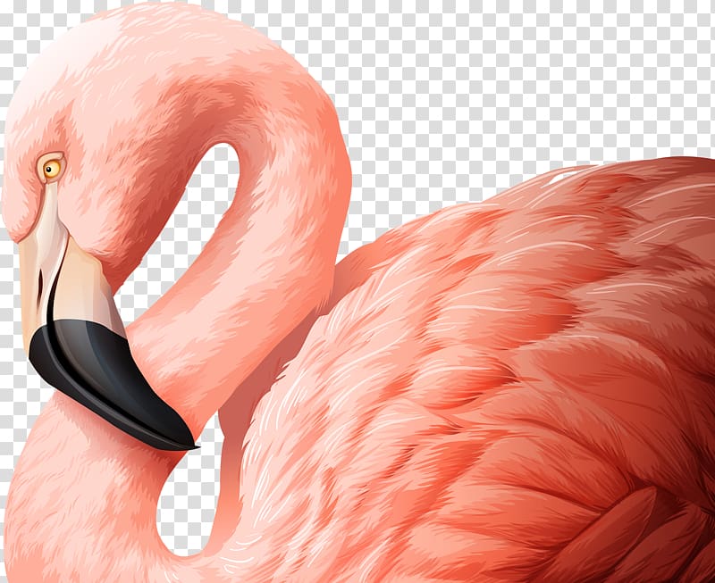 Flamingo Bird Illustration, Pink Swan FIG. transparent background PNG clipart