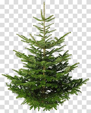 green leafed plant, Isolated Fir Tree transparent background PNG clipart
