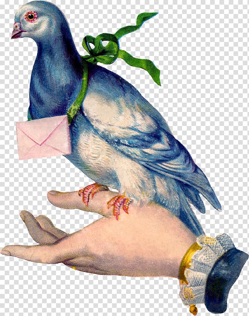 Homing pigeon English Carrier pigeon Racing Homer Columbidae Bird, pigeon transparent background PNG clipart
