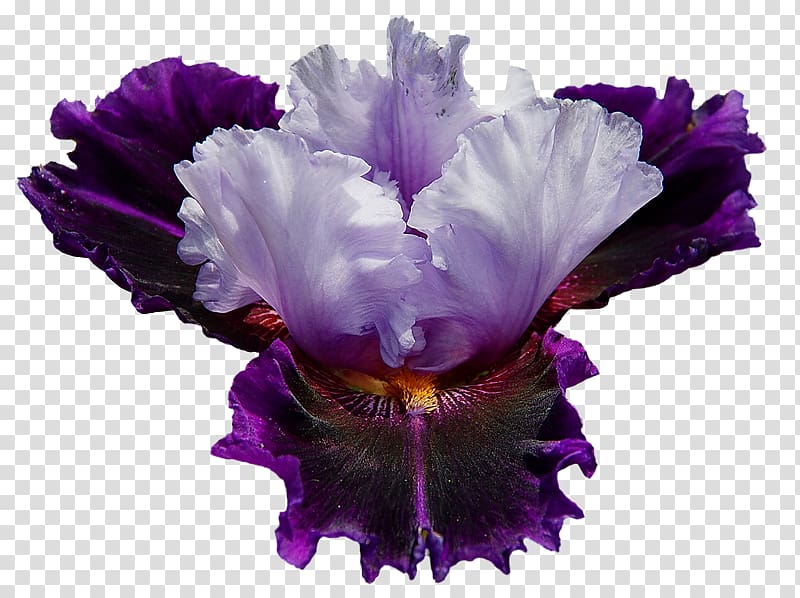 Irises Flower Garden roses Desktop , iris transparent background PNG clipart