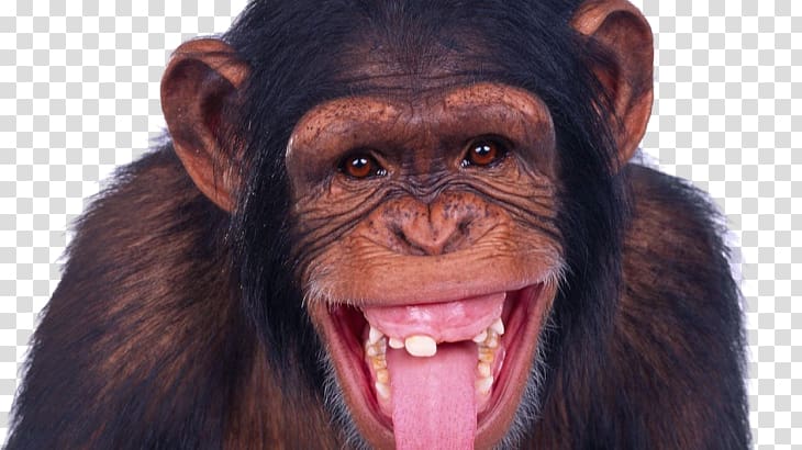 Chimpanzee Ape Monkey, monkey transparent background PNG clipart