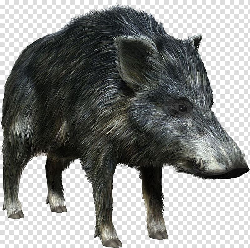 Wild boar 3D computer graphics , wildboarhd transparent background PNG clipart