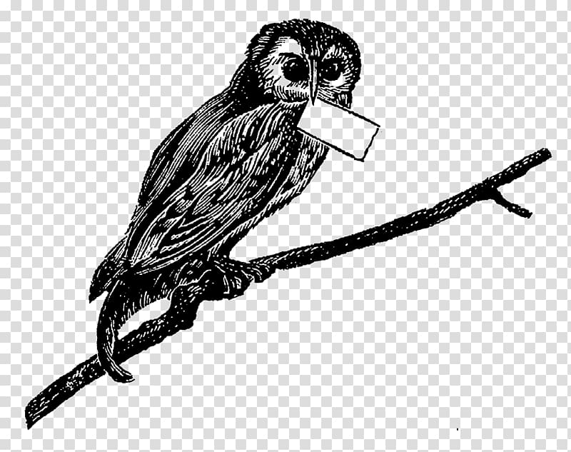Bird of prey Owl Beak Drawing, digital label transparent background PNG clipart