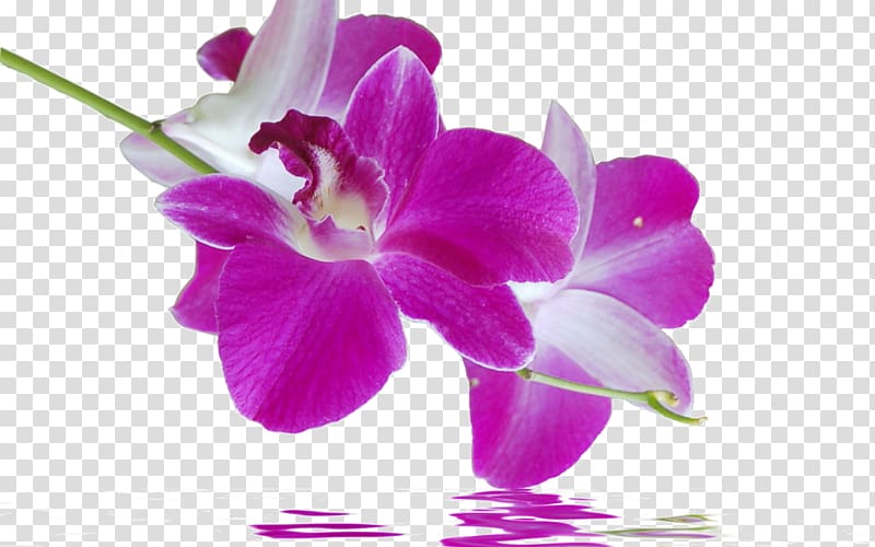 Desktop Display resolution Flower Carrelage Sticker, reflection transparent background PNG clipart