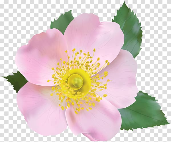 Dog-rose Blossom , flower transparent background PNG clipart