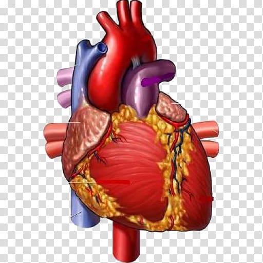 Medicine Heart Medical illustration Circulatory system, heart transparent background PNG clipart