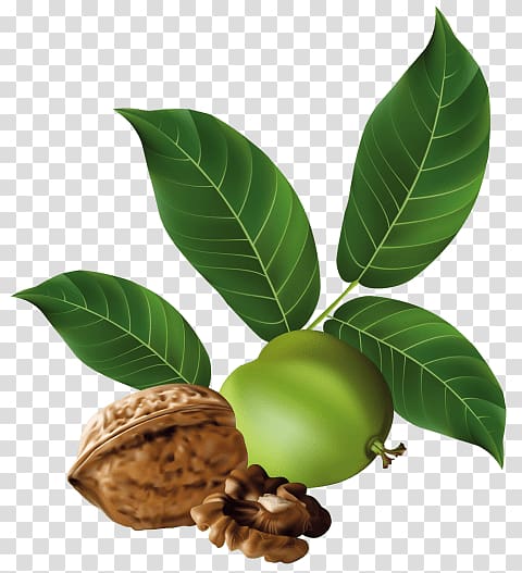 Eastern black walnut Vegetarian cuisine , walnut transparent background PNG clipart