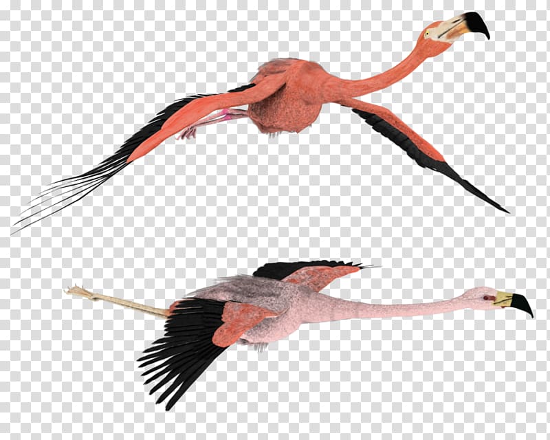 Flamingo Rendering Drawing , flamingo transparent background PNG clipart