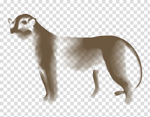 Cat Whippet Italian Greyhound Cougar Lion, Cat transparent background PNG clipart