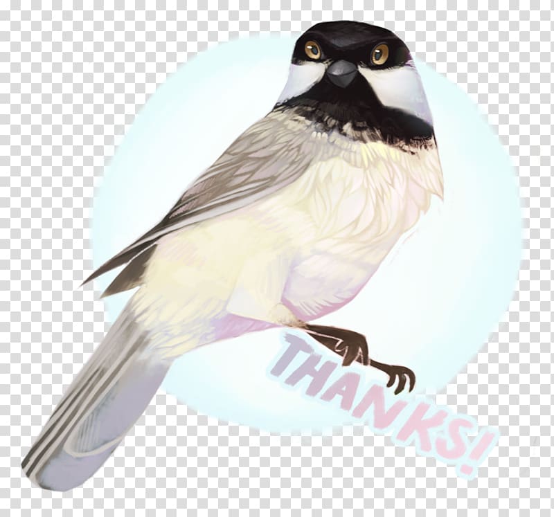 American Sparrows Finches Beak Chickadee Fauna, Bongo animal transparent background PNG clipart