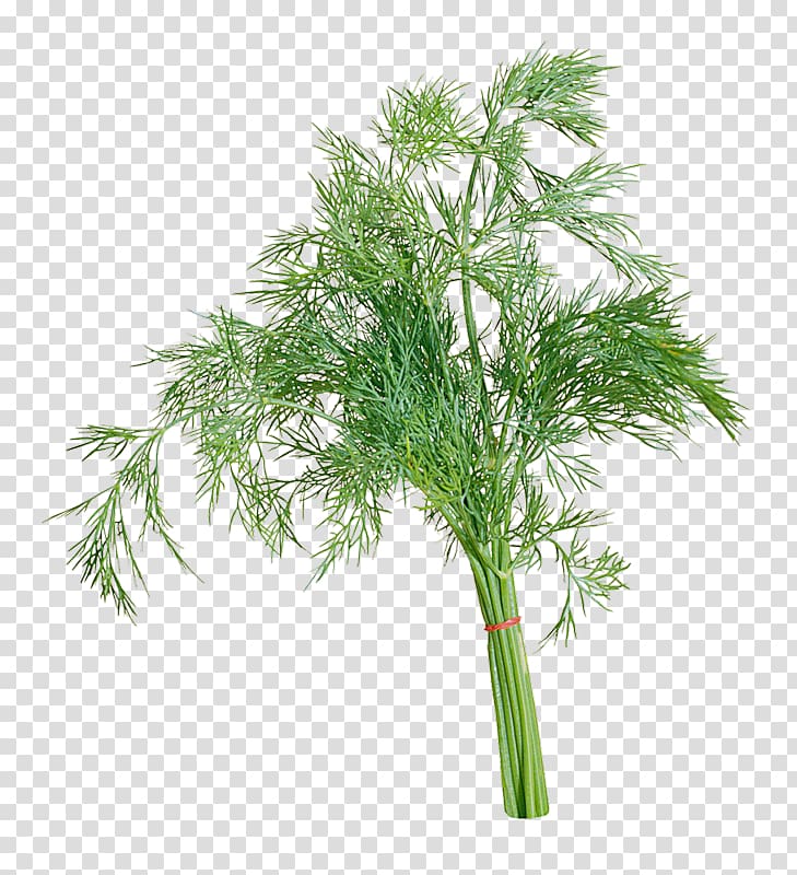 Dill Parsley Sorrel Herb , Dill Oil transparent background PNG clipart