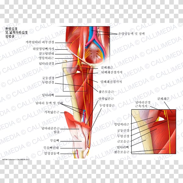 Lateral cutaneous nerve of thigh Obturator nerve Anterior cutaneous branches of the femoral nerve Saphenous nerve, others transparent background PNG clipart