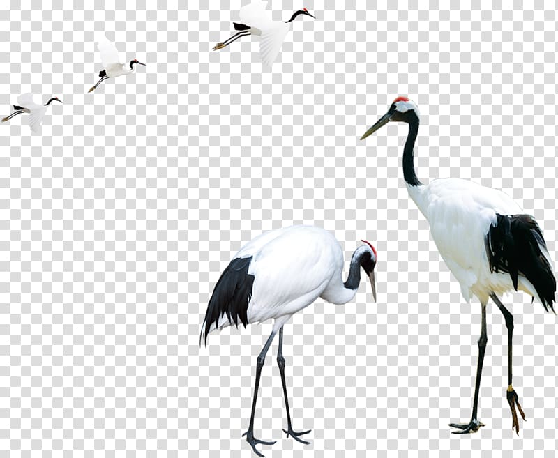 A few red-crowned crane transparent background PNG clipart