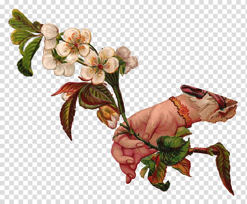 flower illustration, Hand Giving Flowers transparent background PNG clipart